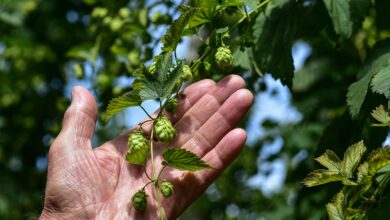 neugodna letina v zalcu hmeljarji napovedujejo slab pridelek 6890f537cf684 1754330423