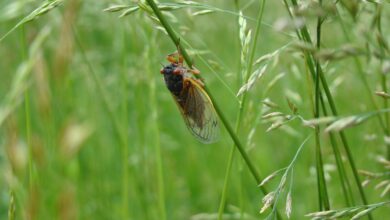 nova groznja za slovenske pridelke cikada napada krompir in zita 689b5705941df 1755010821