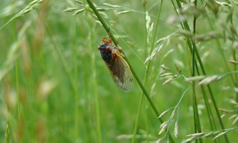 nova groznja za slovenske pridelke cikada napada krompir in zita 689b5705941df 1755010821