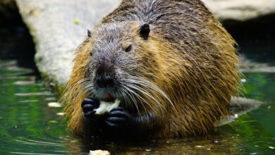 Lovci v Sloveniji opozarjajo: Naraščajoče število nutrij ogroža ekosistem! 5 nutria