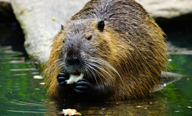 nutria