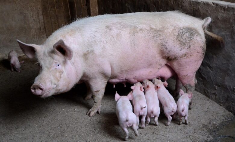 pigs