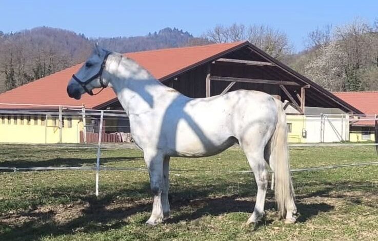 Policijski konj Conversano Torysa I čaka na nov dom 1 policijski konj conversano torysa i caka na nov dom 68a048a8d42af 1755334824