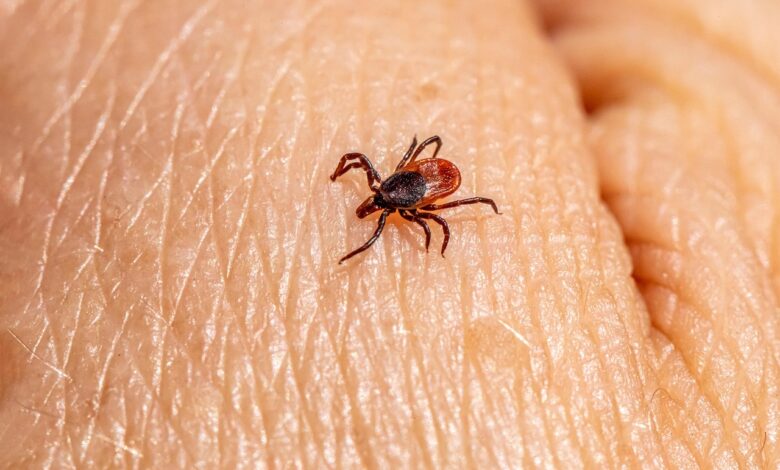 porast lymske borelioze v sloveniji kako se zascititi 6898b3ff8310d 1754838015