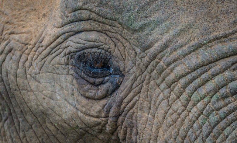 slonica ganga praznuje 50 let z razstavo v ljubljani 688db781eabee 1754118017