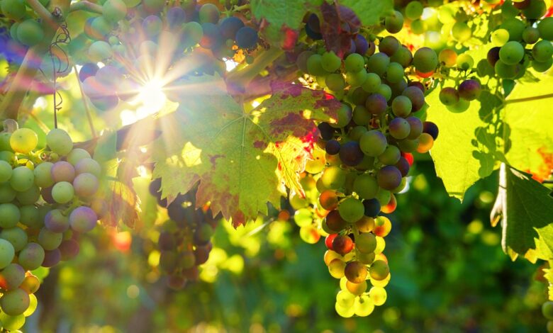 stajerski vinogradniki z optimizmom hitijo obirati grozdje 68a979ba01cdb 1755937210