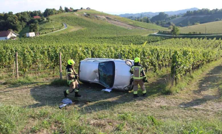 Vinjen zgrmel v vinograd 1 vinjen zgrmel v vinograd 68b17a4da3ab7 1756461645