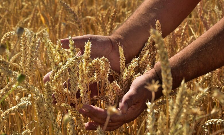 Vipava uvaja štipendije za mlade: Prihodnost kmetijstva v njihovih rokah 1 vipava uvaja stipendije za mlade prihodnost kmetijstva v njihovih rokah 68a307c489249 1755514820