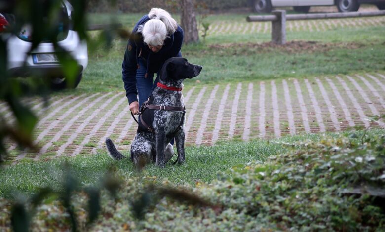 Visoke kazni za lastnike psov in mačk zaradi novih predpisov 1 visoke kazni za lastnike psov in mack zaradi novih predpisov 689f4b8d706b1 1755270029