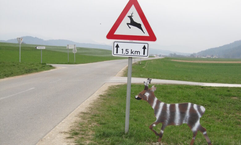 vozniki pazite trki z divjadjo na severnem primorskem 689602f30409a 1754661619
