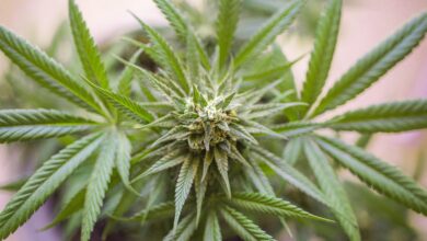 Slovenski zdravniki od danes s prostim predpisovanjem medicinske konoplje 2 weed