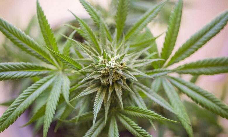 Slovenski zdravniki od danes s prostim predpisovanjem medicinske konoplje 1 weed