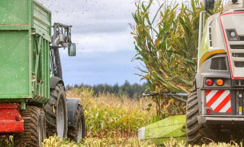 dobra letina zit a zgodnje sadje razocaralo pridelovalce 68dabb1a231d9 1759165210