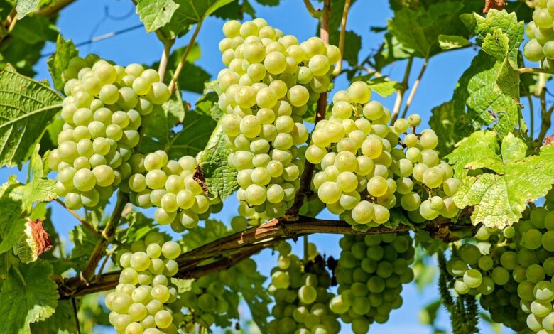 goriska brda rekordna trgatev napoveduje odlicno vino 68d9153ab3ccf 1759057210