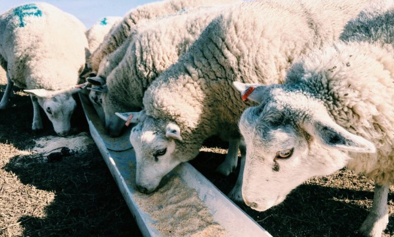 Izbruh modrikastega jezika: SDS zahteva takojšnje ukrepanje vlade 1 izbruh modrikastega jezika sds zahteva takojsnje ukrepanje vlade 68beef9a9eaea 1757343642