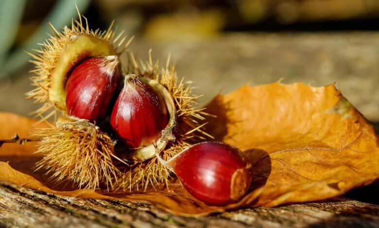 Kakšne so globe: Kako nabirati kostanj in se izogniti visokim kaznim? 1 kaksne so globe kako nabirati kostanj in se izogniti visokim kaznim 68d2e04652088 1758650438