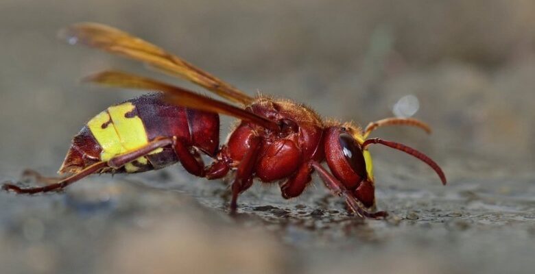 koprski gasilci pogumno odstranili nevarna gnezda orientalskih srsenov 68cd0da19a1b8 1758268833