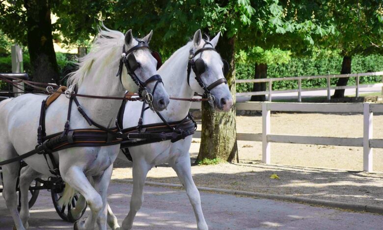 lipica praznuje 445 let spektakel lipicancev in vozov 68c6760c68add 1757836812