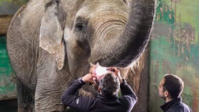 nov veterinarski center v zoo ljubljana prelomna pridobitev 68c04f11ca029 1757433617