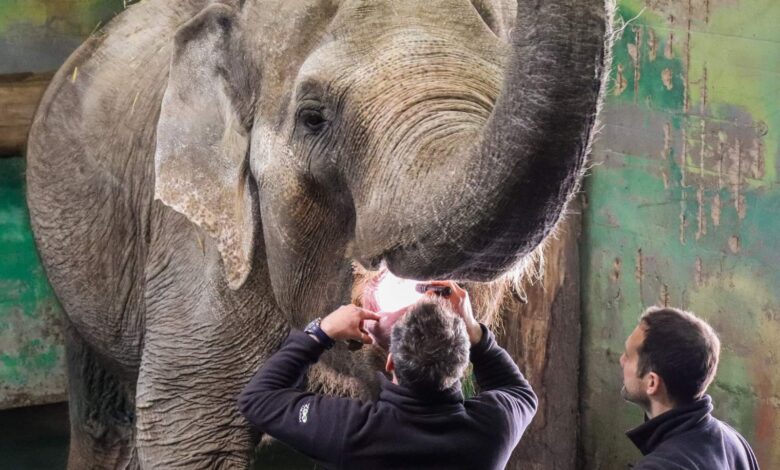 nov veterinarski center v zoo ljubljana prelomna pridobitev 68c04f11ca029 1757433617