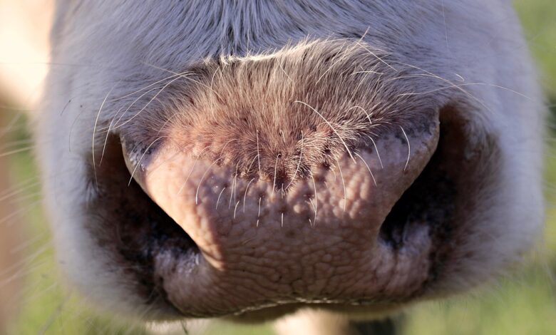 obujanje tradicije 66 kravji bal privablja tisoce v bohinj 68d004ecc6526 1758463212