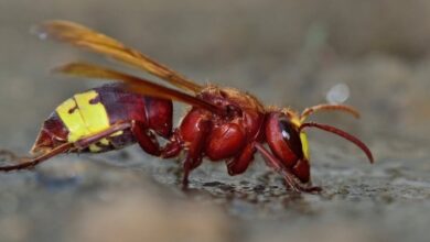 orientalski srsen je za velikim srsenom drugi najbolj strupen srsen na svetu prvo odkritje gnezd ogroza slovenijo foto 68bed37f94b4d 1757336447