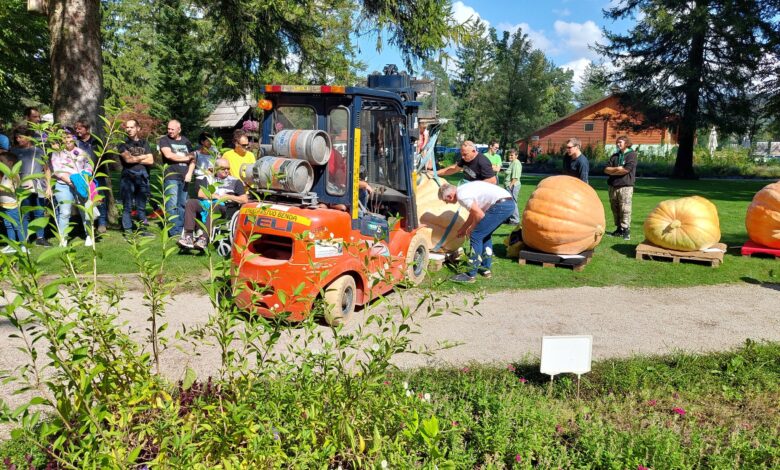 orjaske buce v mozirskem gaju katera je zmagala letos 68cfbea2e953e 1758445218