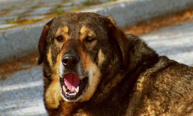 pobuda drzavljanke kako si zagotoviti nocni mir kljub vztrajnemu lajezu sosedovega psa 68baed0add8aa 1757080842