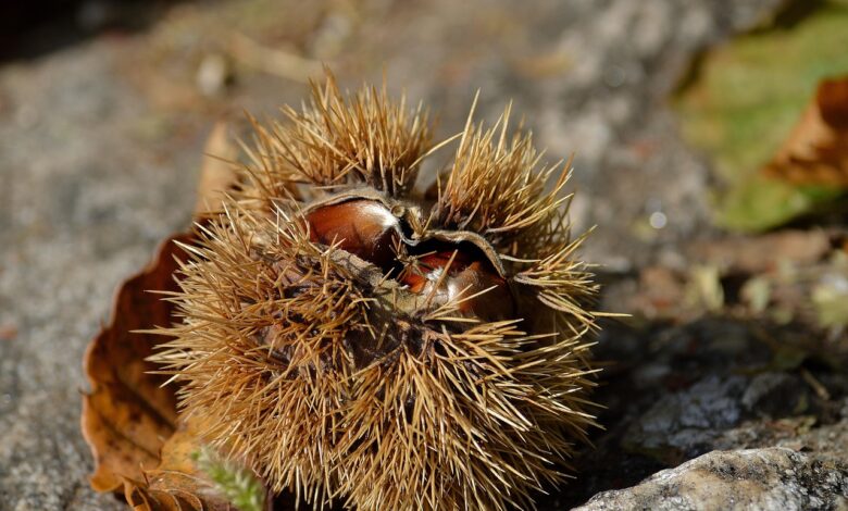 pozor nabiranje kostanja v sloveniji vas lahko drago stane 68d2b60639730 1758639622