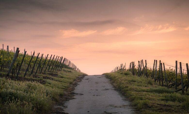 slovensko vinogradnistvo v nevarnosti zlata trsna rumenica grozi 68b9553008c59 1756976432