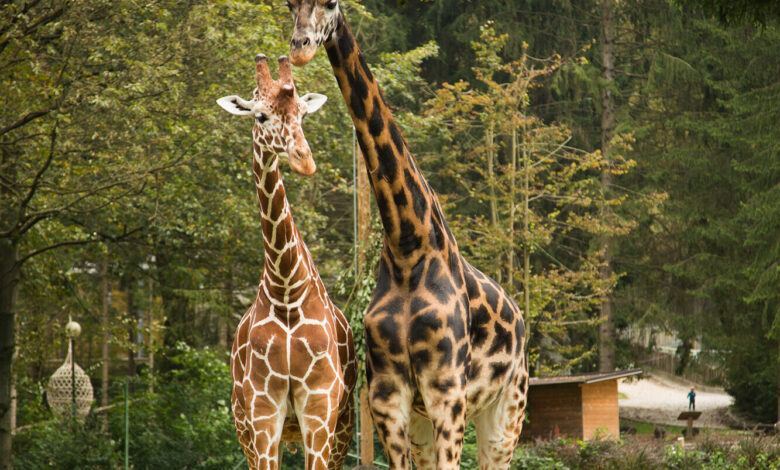 slovo od zirafca cvetka zoo ljubljana v zalovanju 68b9b799d9c76 1757001625