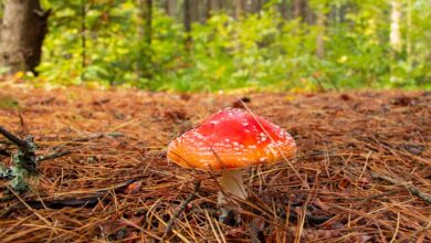 Smrtonosno kosilo jo je drago stalo: Erin Patterson obsojena na dosmrtni zapor 3 smrtonosno kosilo jo je drago stalo erin patterson obsojena na dosmrtni zapor 68bf19d20fd05 1757354450