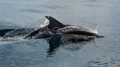 starejsi delfin v trzaskem zalivu zdruzil italijanske in slovenske strokovnjake 68cd8c30111e1 1758301232