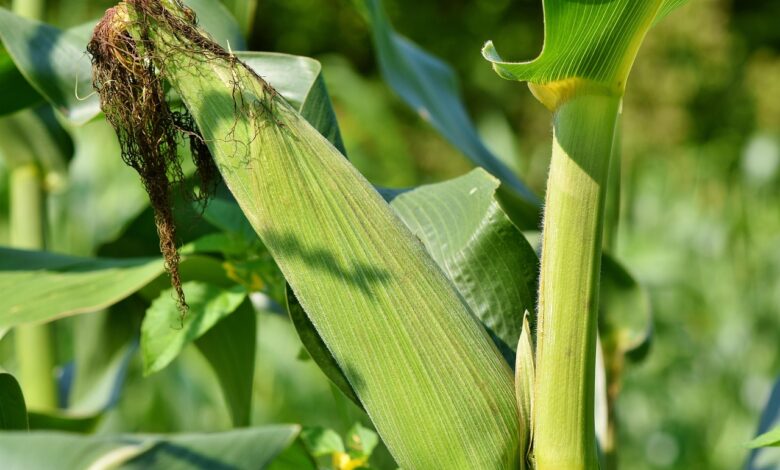 Suša in vročinski valovi ogrozili pridelavo koruze v Sloveniji 1 susa in vrocinski valovi ogrozili pridelavo koruze v sloveniji 68c2e40c810a3 1757602828