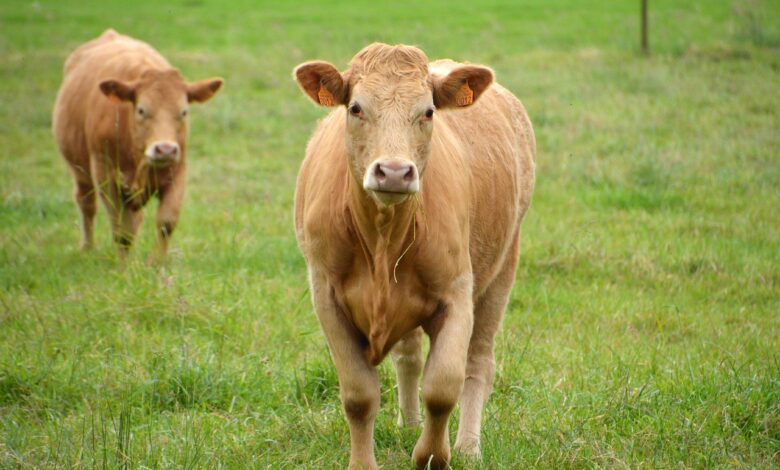 Tragedija v Alpah: Čreda krav usodna za starejšega pohodnika 1 tragedija v alpah creda krav usodna za starejsega pohodnika 68b6c04d5ba3b 1756807245