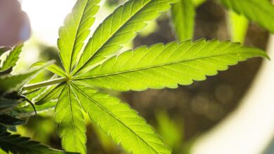 weed