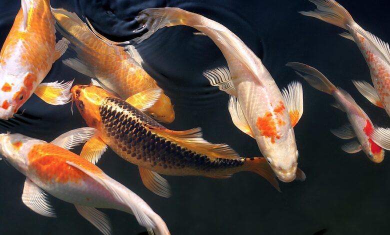 zlate ribice ogrozajo ekosisteme na primorskem raziskava razkriva vpliv 68b971611d574 1756983649