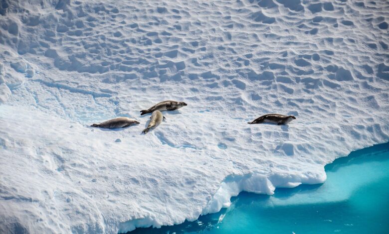 antarctica