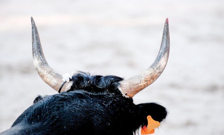 Bik napadel kmeta na Tirolskem: Žal kmetu niso mogli več pomagati 1 bik napadel kmeta na tirolskem zal kmetu niso mogli vec pomagati 68efe13762c9d 1760551223