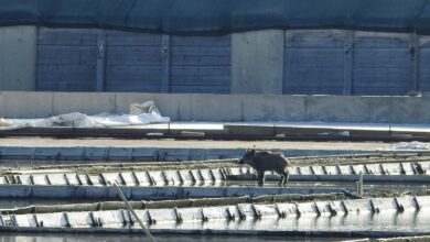 divja svinja v secoveljskih solinah nenavadni obiskovalec ogroza soline foto 68f49aa554a2a 1760860837