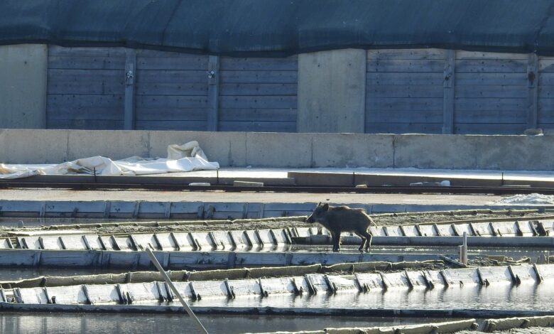 divja svinja v secoveljskih solinah nenavadni obiskovalec ogroza soline foto 68f49aa554a2a 1760860837