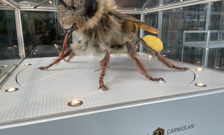 impresivna 3d cebela kranjica osupnila obiskovalce v kamnici 68f22fd8b051c 1760702424