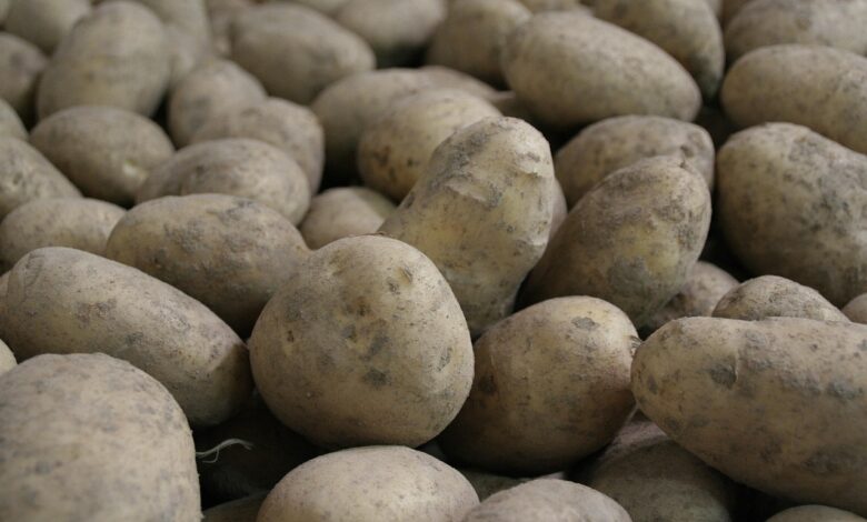 krompir iz tujine ogroza slovenske kmete kje je resitev 68debdb8707b8 1759428024