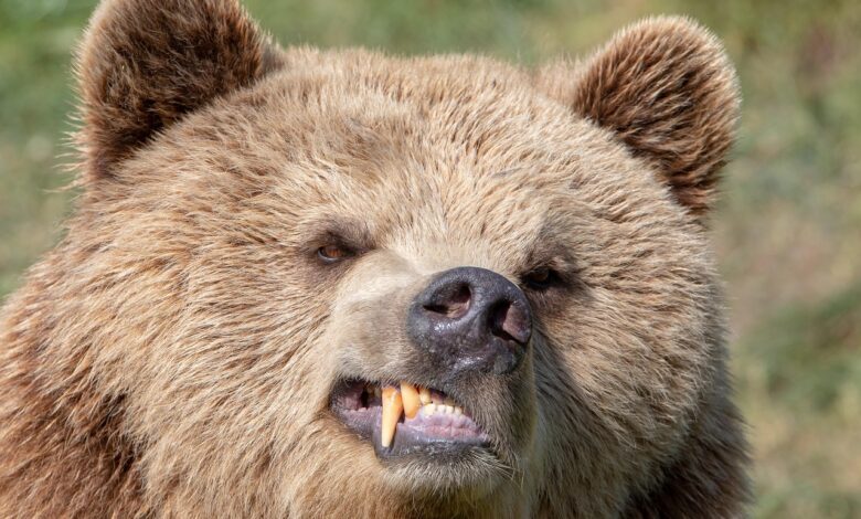 medvedofon novo spletno orodje za varnost pred zvermi v mestih 68f48c7cab802 1760857212