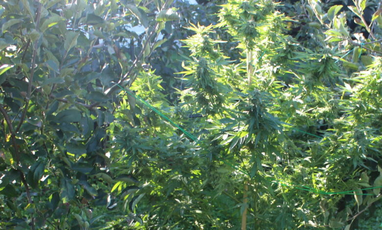 Obsežna policijska preiskava na Goriškem razkrila gojišča konoplje 1 obsezna policijska preiskava na goriskem razkrila gojisca konoplje 68e61a07494f9 1759910407