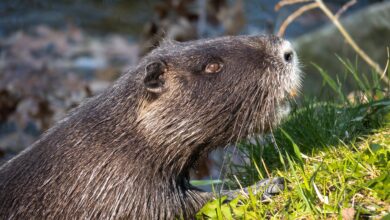 podgane preplavile bregove ljubljanice prebivalci v strahu pred epidemijo 6904c0f176629 1761919217