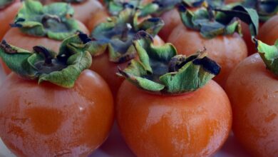 praznik kakijev v strunjanu kultura in dobrote na obali 68ff34b2b07ed 1761555634