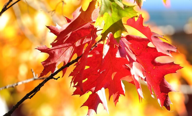 prihaja obcutna otoplitev topli dnevi pa prihajajo skupaj z dezjem 68f38166a0e79 1760788838