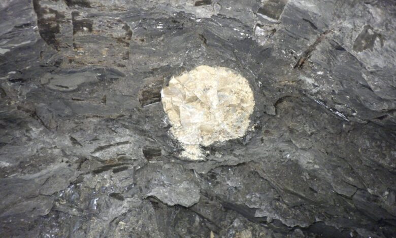 rudarji v velenju odkrili fosile izumrlega mastodonta foto 68f3d5b9bca4f 1760810425