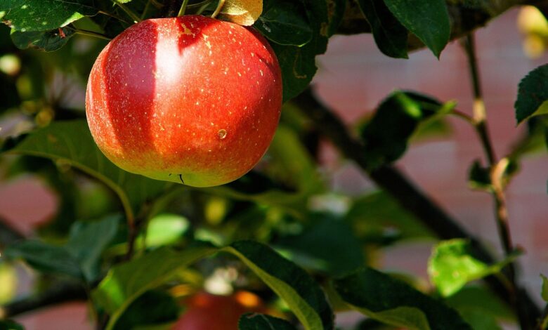 spomladanska pozeba vplivala na sadjarstvo v vipavski dolini obupani zaradi 40 odstotnega upada pridelka jabolk 68f791e6af841 1761055206